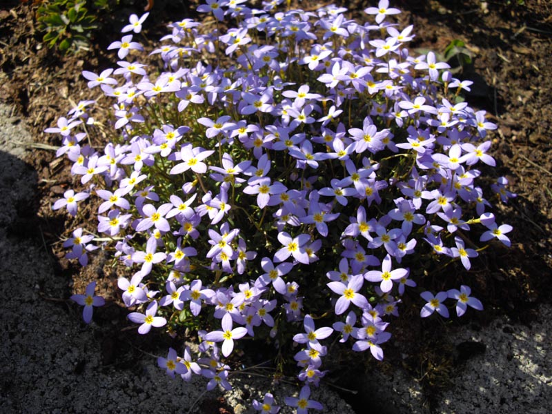 Houstonia caerulea 'Millard's Variety' en fleurs dans une prairie humide d'Amérique du Nord